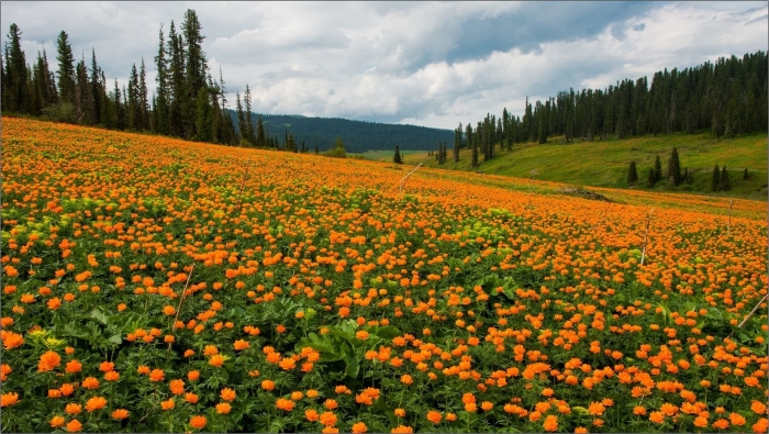 Жарки в саянах