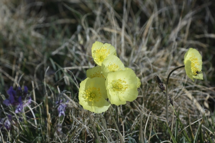 Полярный мак подушковидный