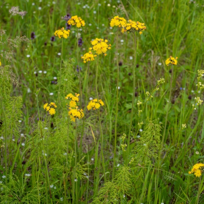 Пижма обыкновенная tanacetum vulgare