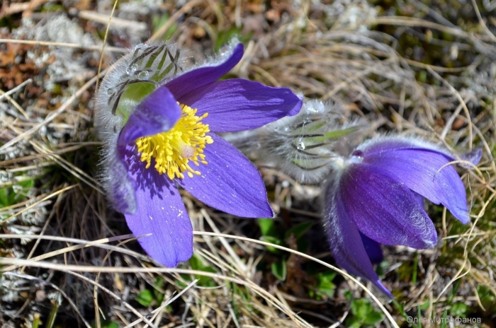 Краснокнижные цветы алтая