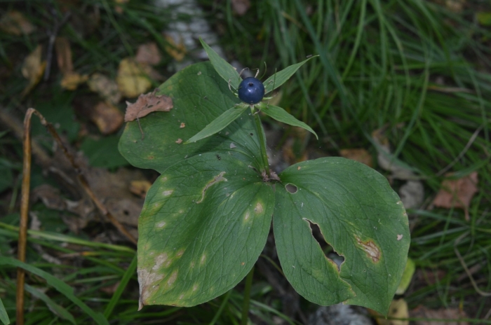 Ядовитое растение вороний глаз