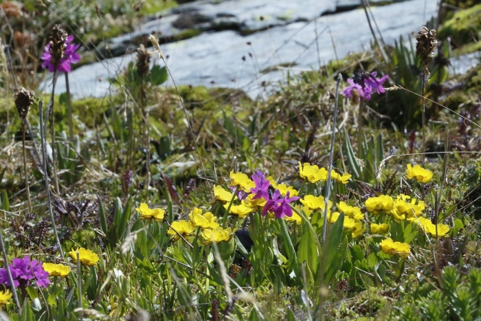 Тигирекский заповедник флора
