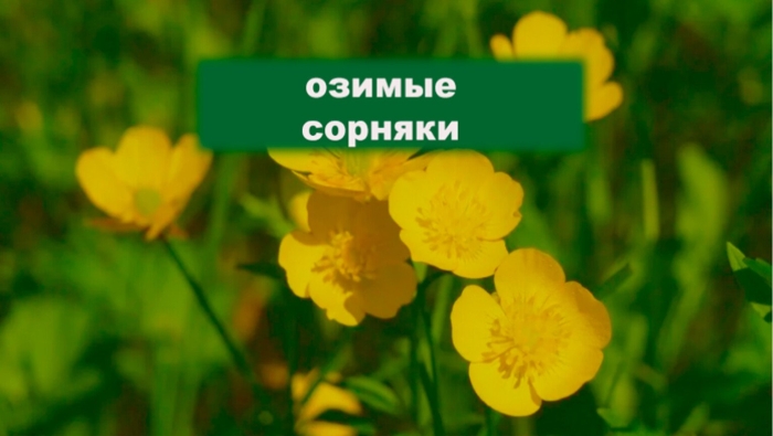 Лютик ползучий сорняк