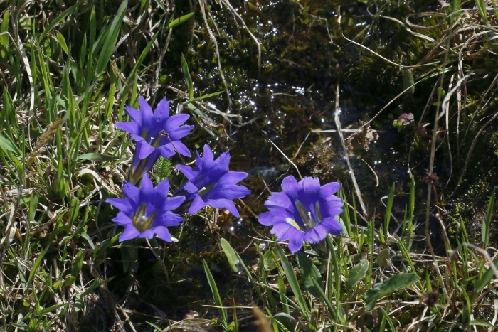 Горечавка даурская никита