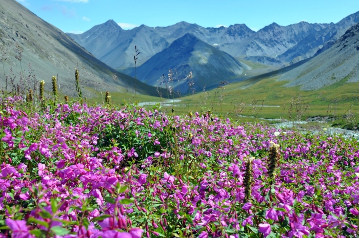 Цветущая долина горный алтай