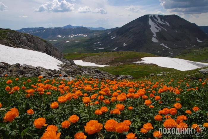 Флора заповедника кузнецкий алатау
