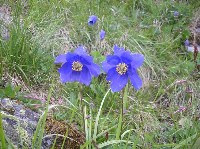 Водосбор сибирский