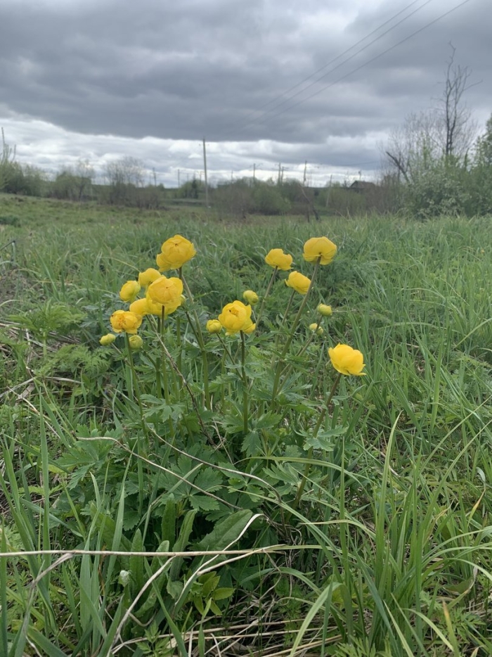Купальница сибирская