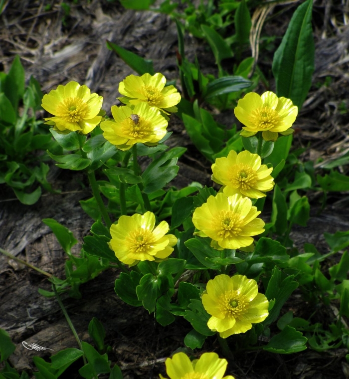 Ranunculus altaicus