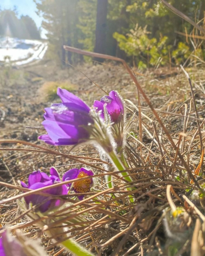 Прострел сон трава