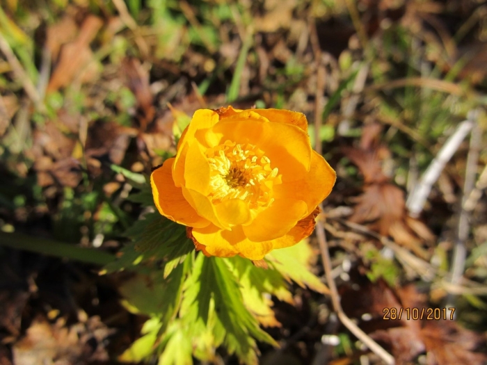 Купальница алтайская