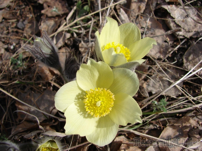 Прострел желтеющий сибирский подснежник