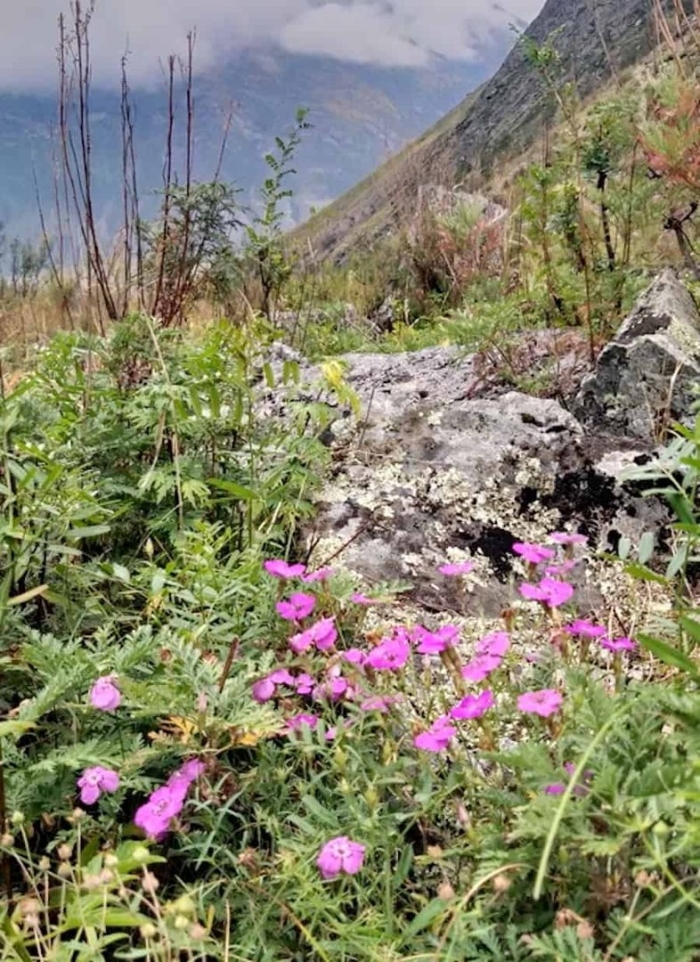 Маральник горный алтай цветет