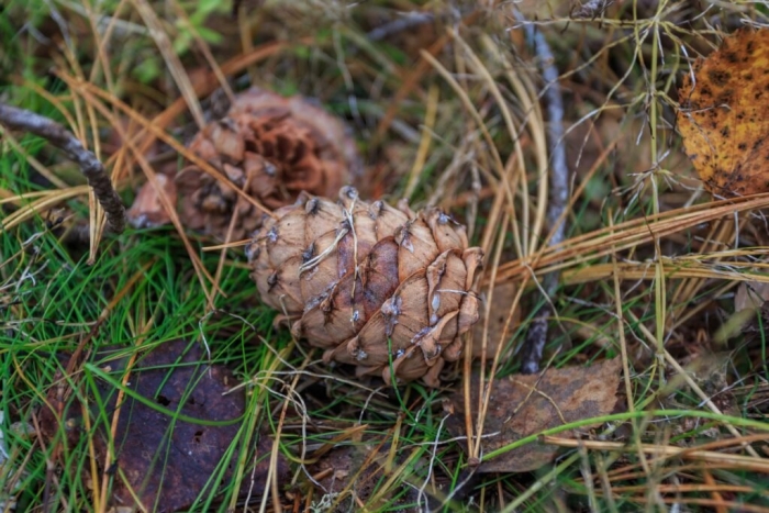 Кедровая шишка сибирский кедр
