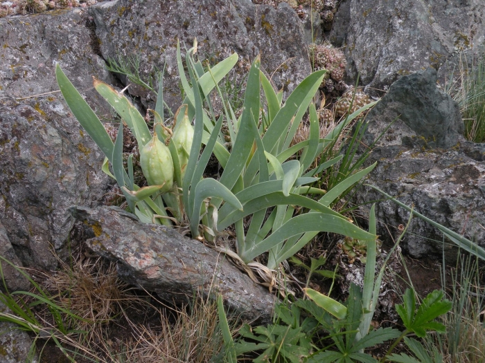 Iris glaucescens
