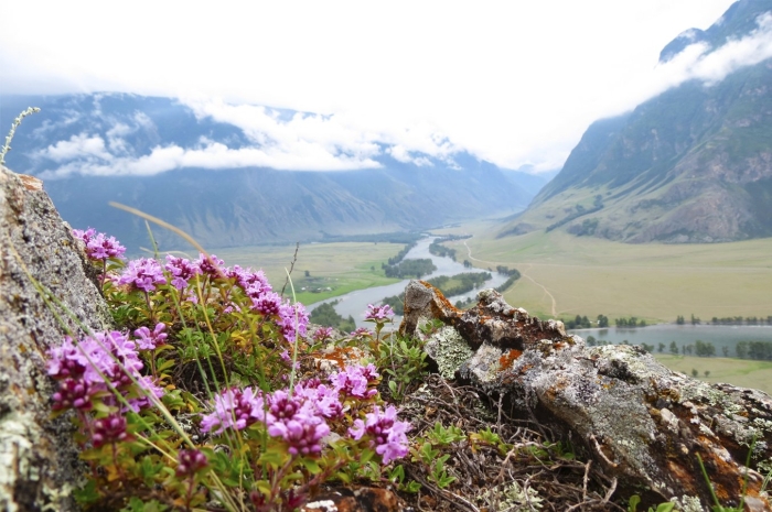 Горно алтайск цветение маральника