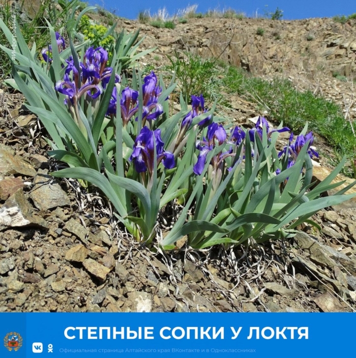 Ирис касатик карликовый