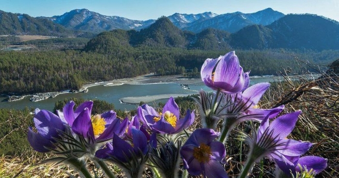 Сон трава прострел