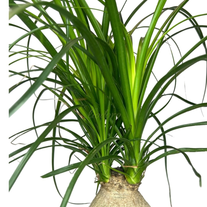 Нолина комнатный