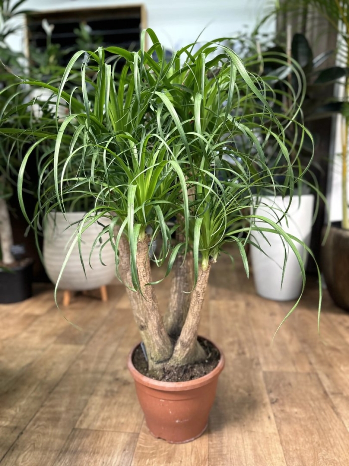 Бокарнея нолина