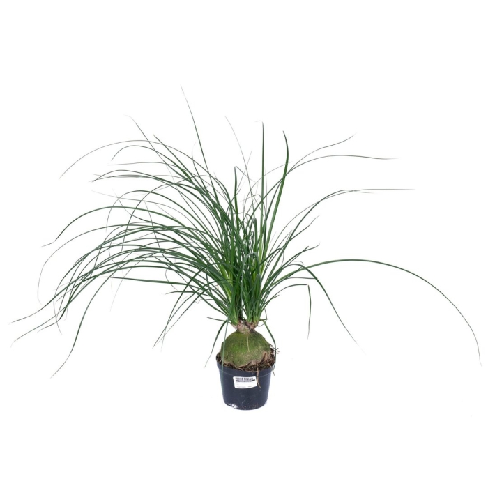 Нолина рекурвата 3 лук