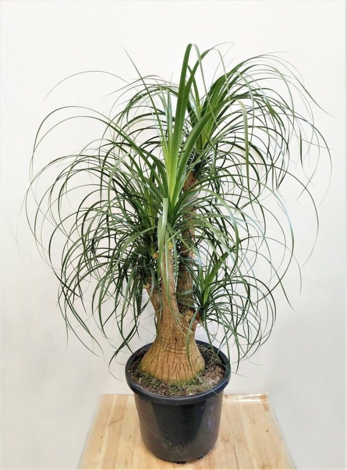 Нолина бутылочное дерево