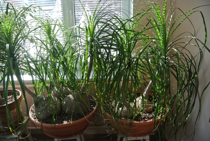 Нолина бокарнея