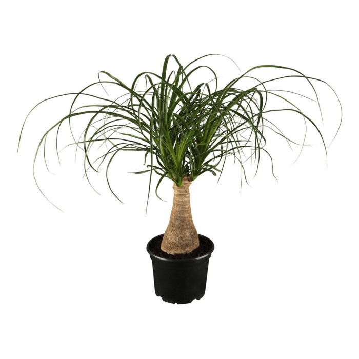 Нолина recurvata