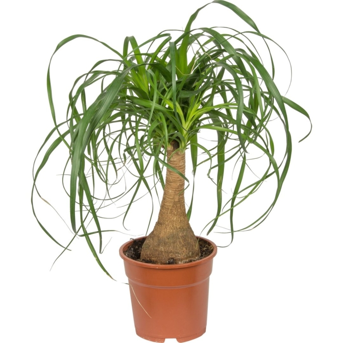 Бокарнея цветок