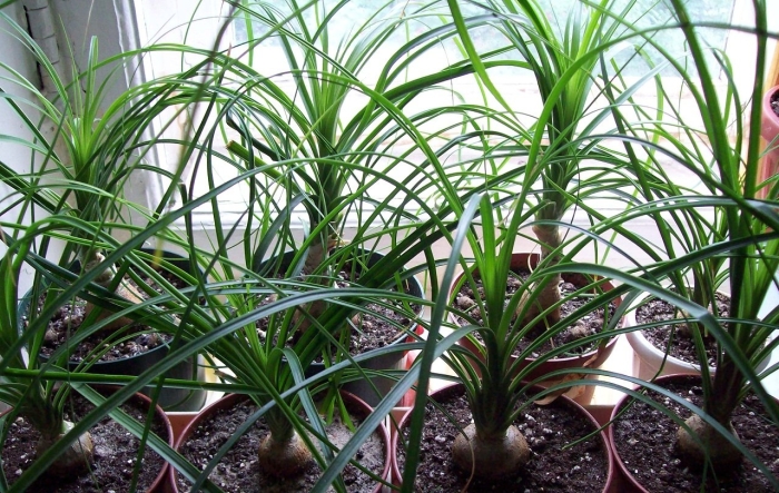 Нолина бокарнея