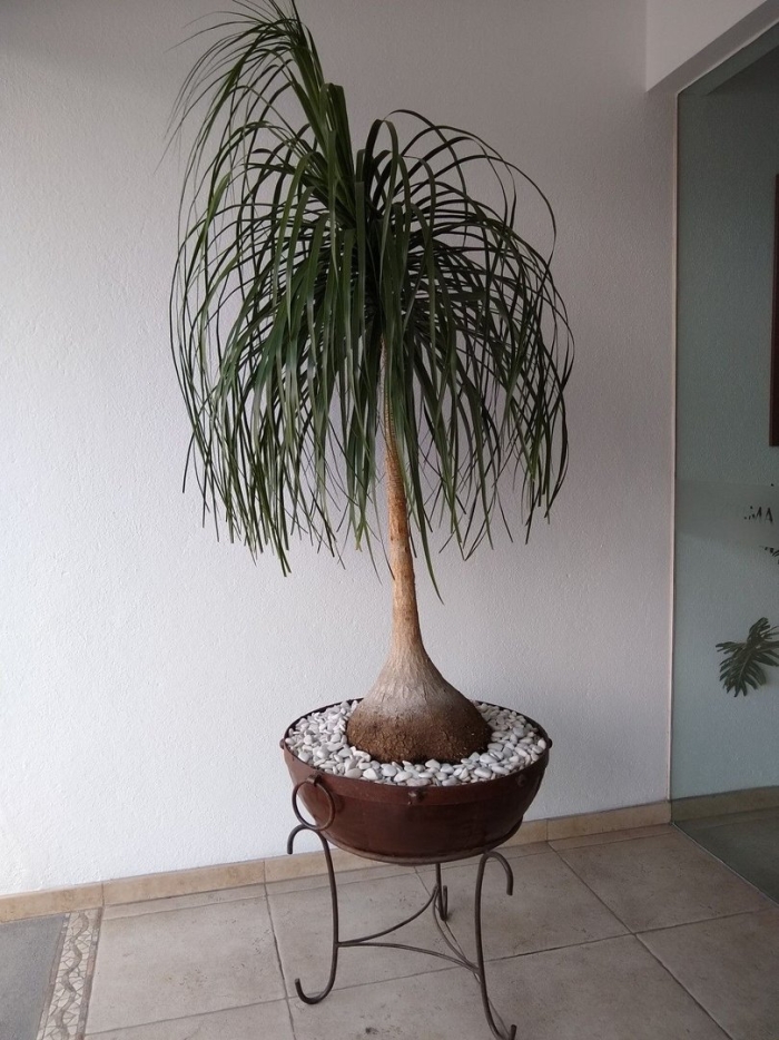 Нолина бокарнея