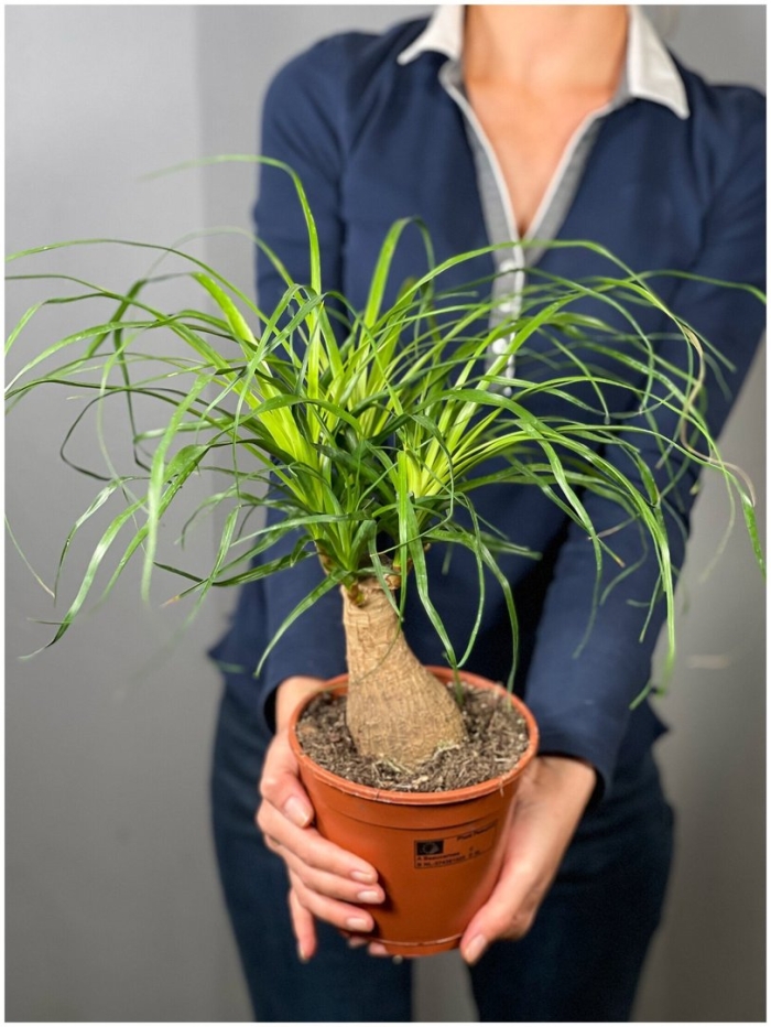 Нолина бокарнея