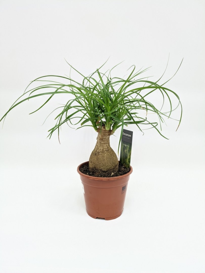 Бокарнея рекурвата