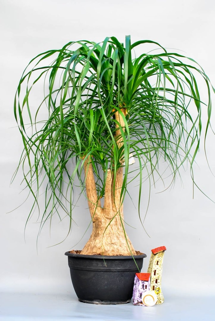 Цветок нолина бокарнея