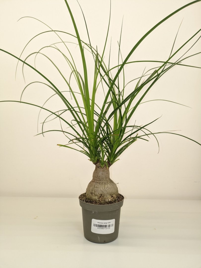 Нолина длиннолистная