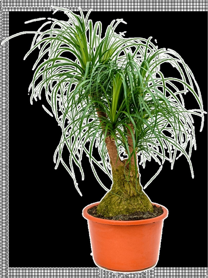 Нолина бокарнея