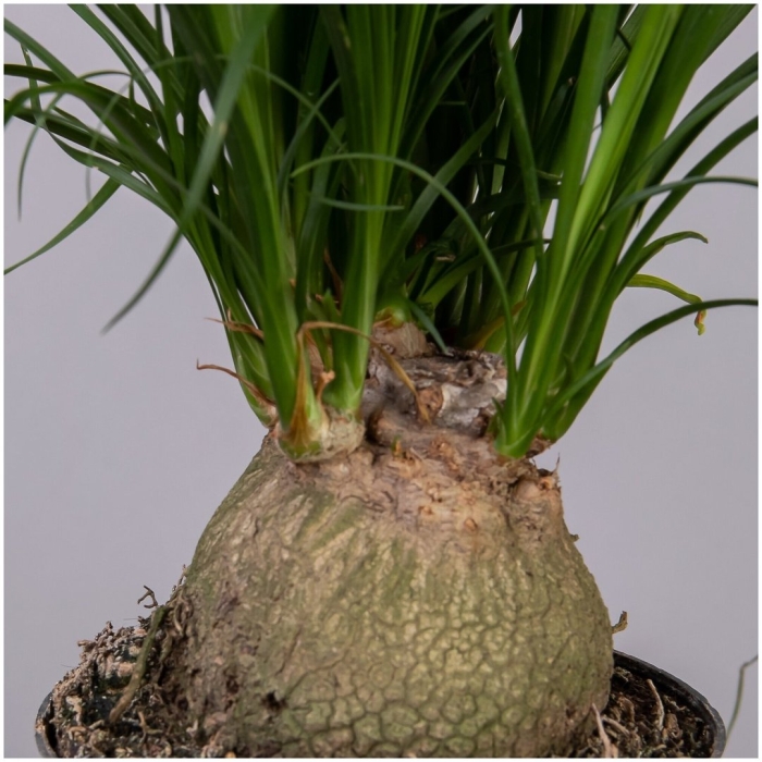 Бокарнея комнатное растение