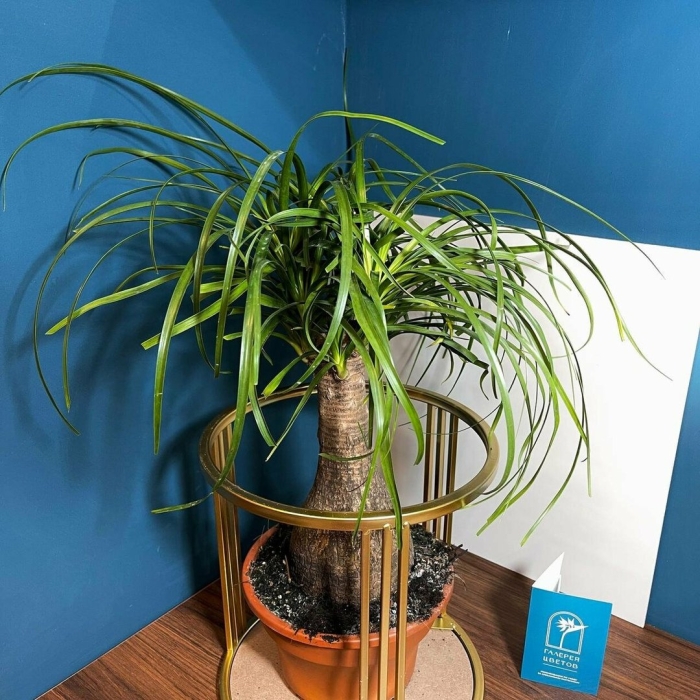 Нолина комнатный цветок