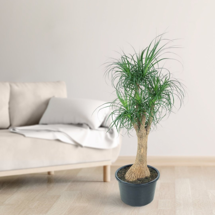 Драцена маргината санрей