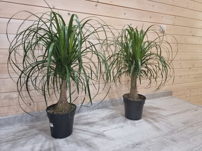 Нолина бокарнея