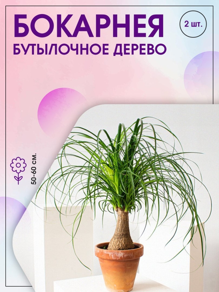 Бокарнея нолина