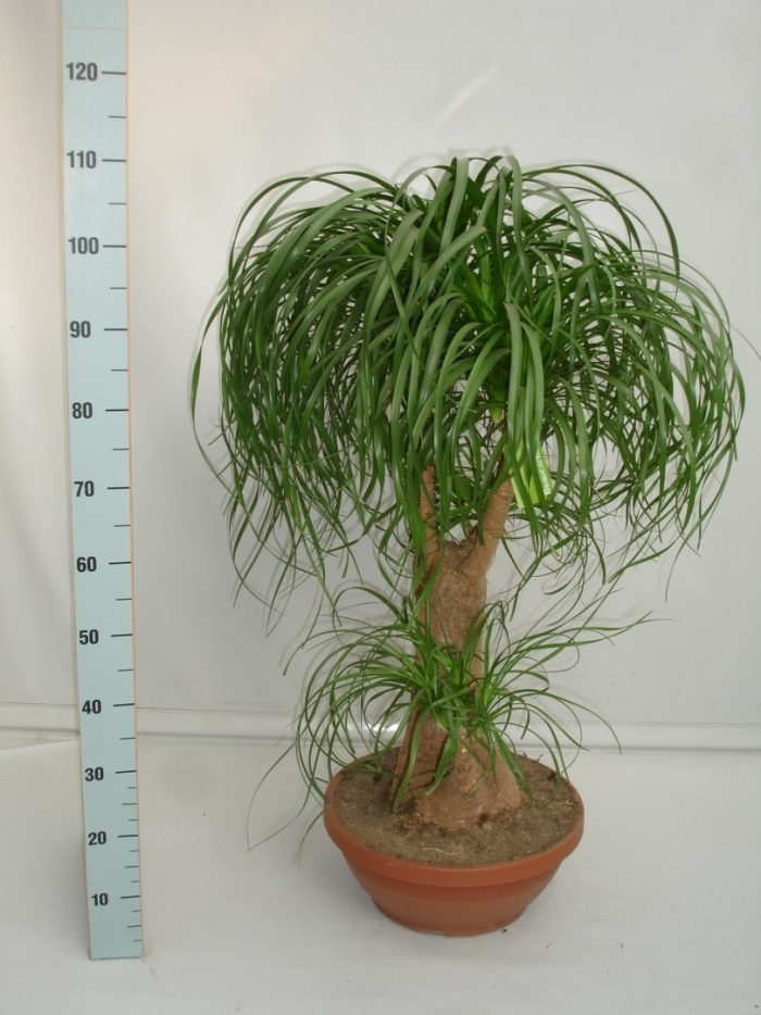 Beaucarnea recurvata