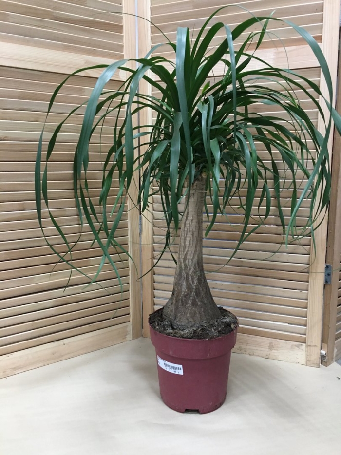 Нолина бокарнея