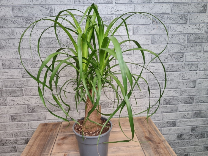 Бокарнея комнатное растение