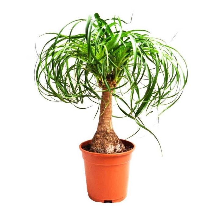 Пальма нолина