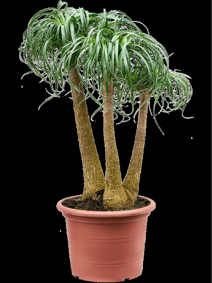 Пальма нолина бокарнея