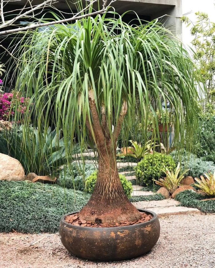 Нолина бокарнея