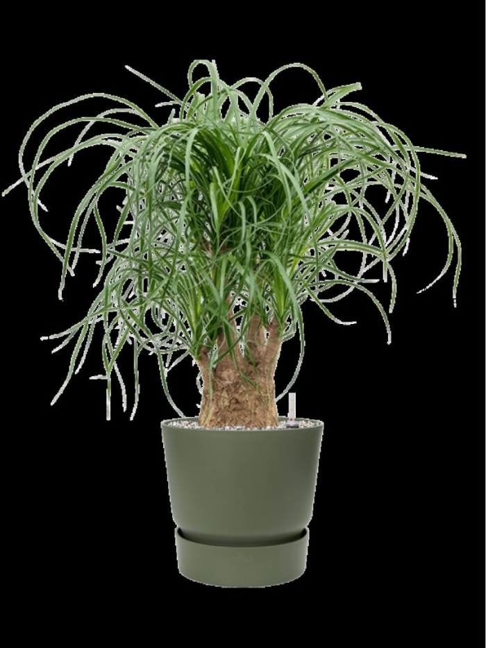 Нолина бокарнея рекурвата