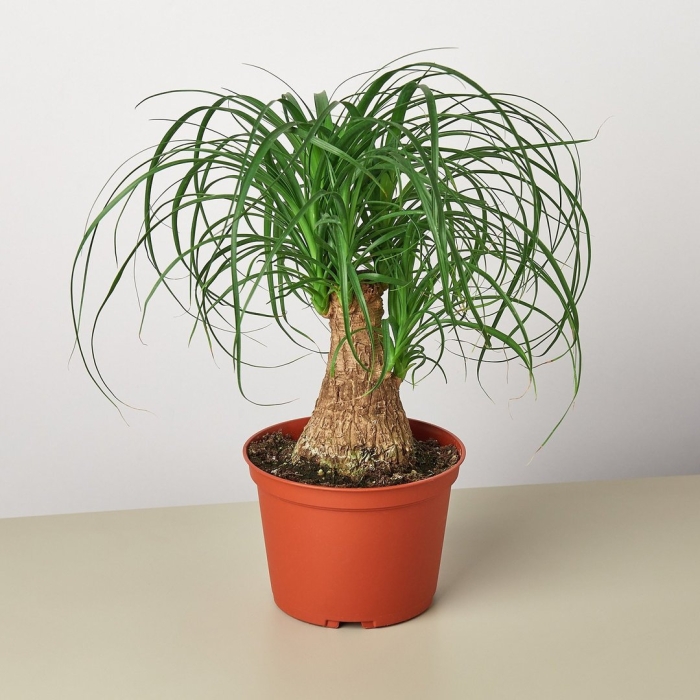 Нолина бокарнея