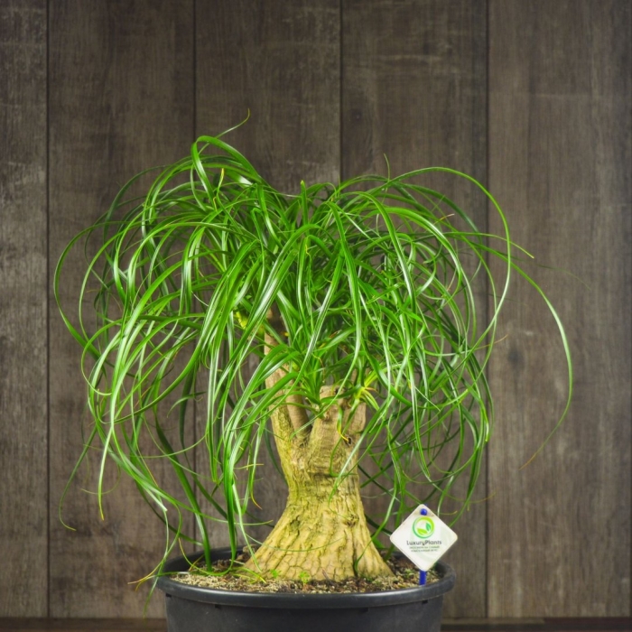 Нолина бокарнея